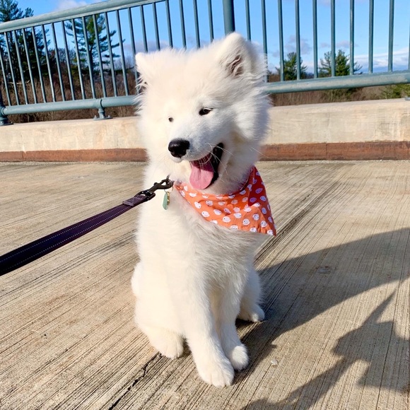 Meet your Posher, Silvia - Picture 1 of 1